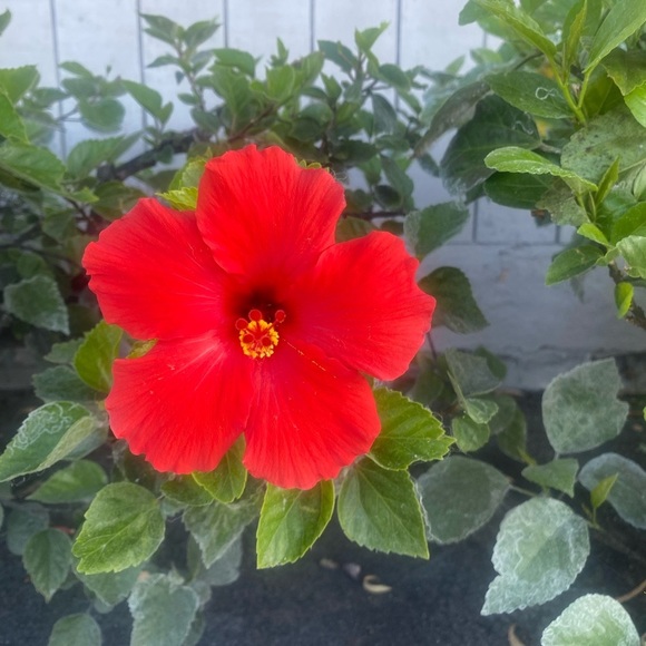 Meet your Posher, Audrey - Picture 1 of 1